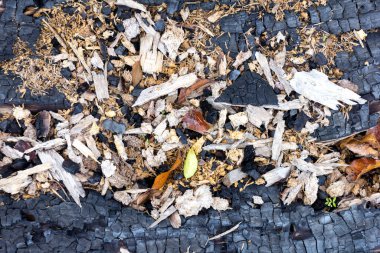 Doğal nehir taşlı dibi, sonbahar havasında sığ nehir yatağı, dağlık bir bölgede güneşli bir günde..