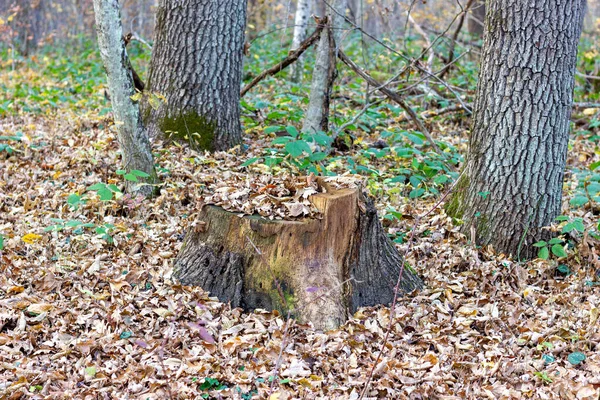 Pahýly Pokácených Stromů Podzimním Lese Zamračeného Dne — Stock fotografie
