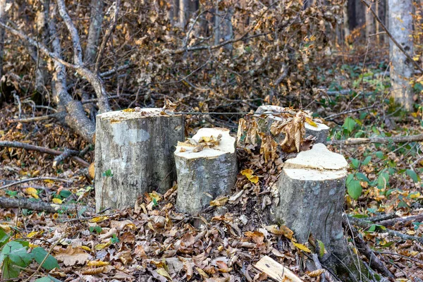 Κομμάτια Από Κομμένα Δέντρα Φθινόπωρο Δάσος Μια Συννεφιασμένη Μέρα — Φωτογραφία Αρχείου