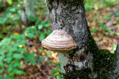 Mantarlar ormanın saprofili böcekleridir..