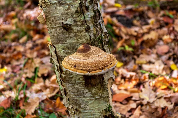 Cogumelos São Saprófitas Pragas Floresta — Fotografia de Stock