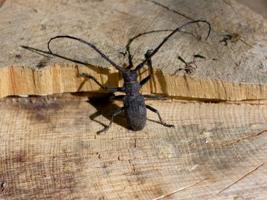 Meşe böcekleri, güneşli bir günde, Cerombyx cerdo, L; 1758; Avrupa 'daki meşe ormanlarının sakini..
