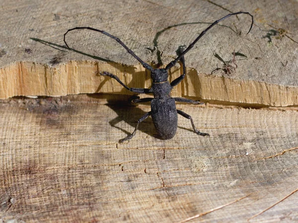 Hmyzí Hmyz Dubových Porostů Masivů Obyvatel Dubových Lesů Evropské Části — Stock fotografie