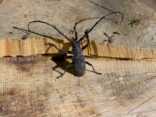 Escarabajo Plaga Rodales Roble Macizos Habitante Bosques Robles Parte Europea —  Fotos de Stock