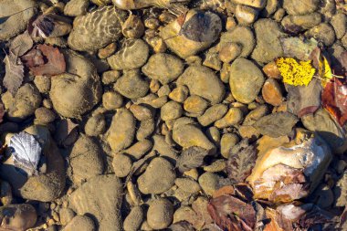 Doğal nehir taşlı dibi, sonbahar havasında sığ nehir yatağı, dağlık bir bölgede güneşli bir günde..