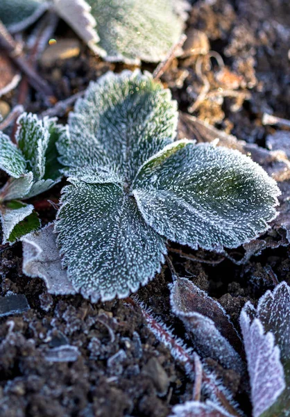 Våren Naturens Uppvaknande Frost Jorden Solens Första Morgonstrålar Värmer Jorden Royaltyfria Stockbilder