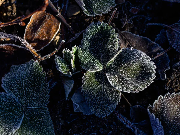 Våren Naturens Uppvaknande Frost Jorden Solens Första Morgonstrålar Värmer Jorden Stockfoto