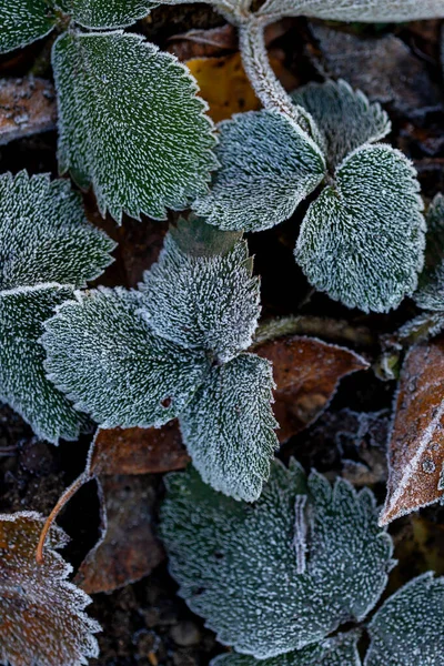 Printemps Réveil Dans Nature Gel Sur Sol Les Premiers Rayons — Photo