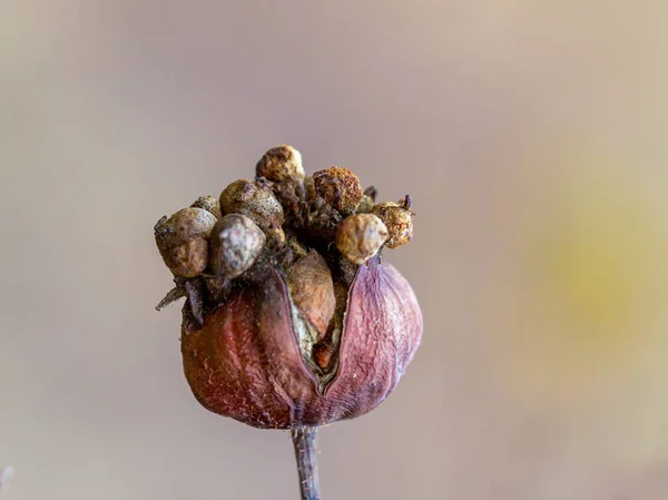 Outono Frutos Secos Folhas Plantas Natureza Últimos Dias Antes Início — Fotografia de Stock