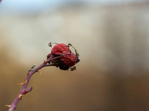 Hösttorkade Frukter Och Blad Växter Naturen Sista Dagarna Före Vinterns — Stockfoto
