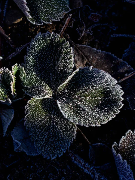 Frühling Erwachen Der Natur Frost Auf Dem Boden Die Ersten — Stockfoto