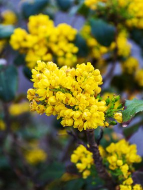 Cherry, Japonya ayva; Magone Holm, ilkbahar; çiçek açmak; bahçe; gün; ışık; yakın plan;;