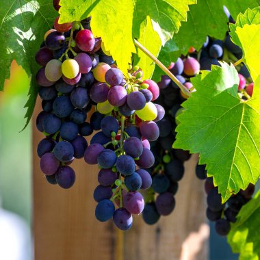Sonbahar, bahçedeki üzümler, sabah güneşi, yaprakların ayrışması - doğal bir durum..