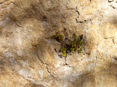 Işık ve gölge, dağlardaki bir doğa parkındaki bir kayanın üzerindeki ağaçların dallarından geçen güneş ışığının yarattığı bir desen..