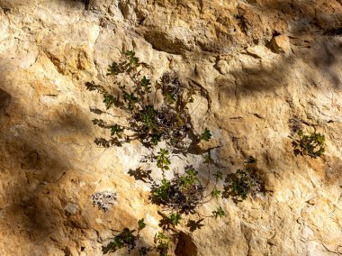 Işık ve gölge, dağlardaki bir doğa parkındaki bir kayanın üzerindeki ağaçların dallarından geçen güneş ışığının yarattığı bir desen..