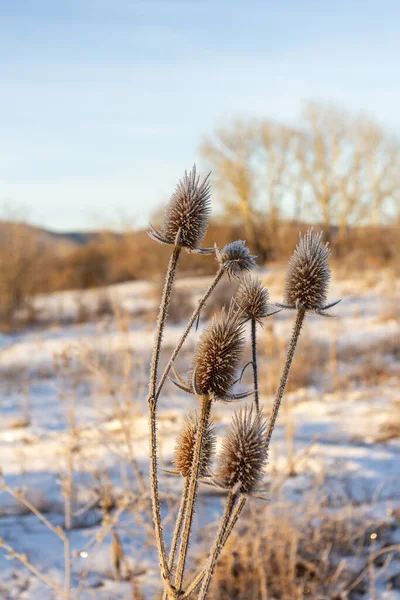 Mattina Gelida Una Giornata Invernale Alba Piante Alberi Ricoperti Gelo — Foto Stock