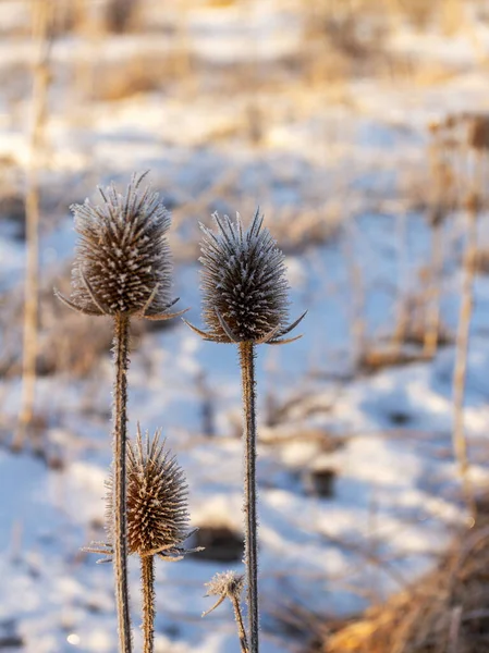 Mattina Gelida Una Giornata Invernale Alba Piante Alberi Ricoperti Gelo — Foto Stock