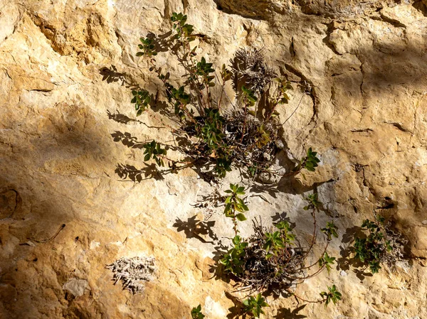 Light Shadow Pattern Created Sunlight Passing Branches Trees Rock Nature — Stock Photo, Image