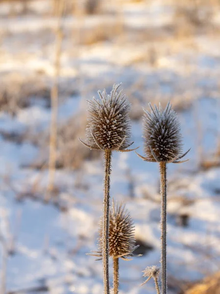 Mattina Gelida Una Giornata Invernale Alba Piante Alberi Ricoperti Gelo — Foto Stock