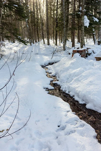 Kış ormanı; güneşin sabah ışıkları ağaçların arasından kırılıyor, karları aydınlatıyor..
