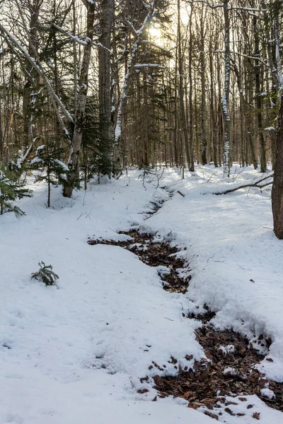 Floresta Inverno Raios Manhã Sol Rompem Árvores Iluminando Cobertura Neve — Fotografia de Stock