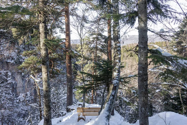 Forêt Hiver Les Rayons Matinaux Soleil Traversent Les Arbres Illuminant — Photo