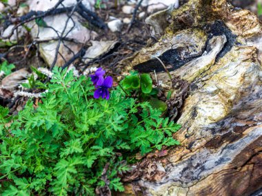 Dağlarda bahar, doğanın uyanışı, doğal habitatlarında güller, ormanın açık alanlarında toplu çiçeklenme dönemi..