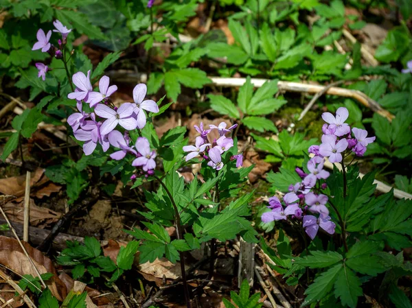 Primavera Las Montañas Despertar Naturaleza Primaveras Hábitat Natural Período Floración — Foto de Stock