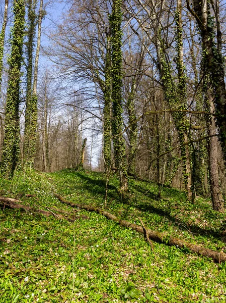 Lente Bergen Het Ontwaken Van Natuur Oerrozen Hun Natuurlijke Habitat — Stockfoto