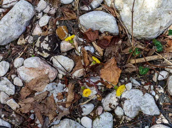 Våren Bergen Naturens Uppvaknande Primulor Sin Naturliga Livsmiljö Perioden Massblomning — Stockfoto