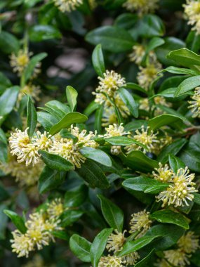 Dağlarda ilkbahar, güneşli bir günde boxwood doğal ortamda çiçek açar..