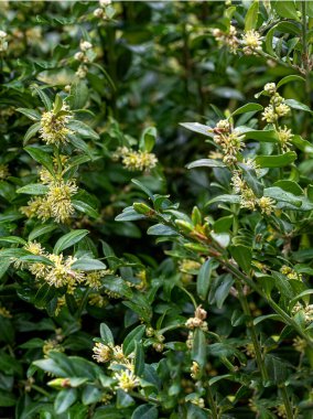 Dağlarda ilkbahar, güneşli bir günde boxwood doğal ortamda çiçek açar..