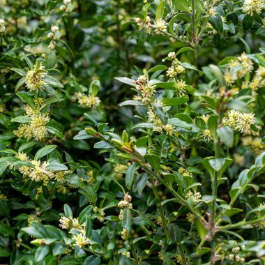 Dağlarda ilkbahar, güneşli bir günde boxwood doğal ortamda çiçek açar..