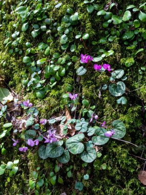 Dağlarda bahar, doğanın uyanışı, doğal habitatlarında güller, ormanın açık alanlarında toplu çiçeklenme dönemi..