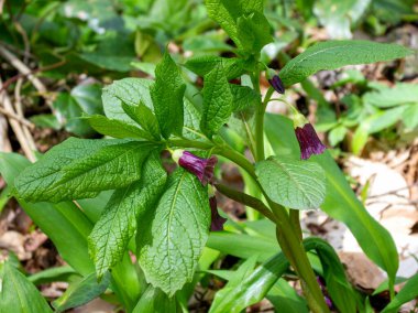 Dağlarda bahar, doğanın uyanışı, doğal habitatlarında güller, ormanın açık alanlarında toplu çiçeklenme dönemi..