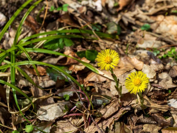 Primavera Montagna Risveglio Della Natura Primule Nel Loro Habitat Naturale — Foto Stock