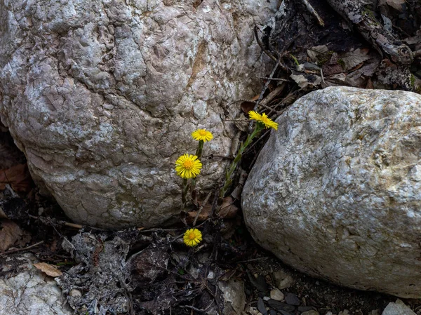 Primavera Montagna Risveglio Della Natura Primule Nel Loro Habitat Naturale — Foto Stock