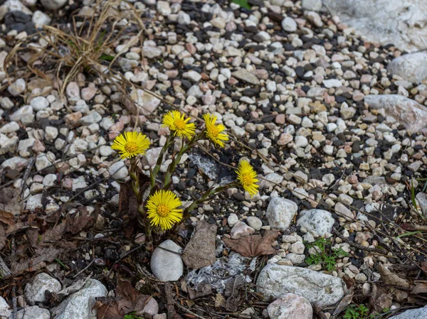 Primavera Montagna Risveglio Della Natura Primule Nel Loro Habitat Naturale — Foto Stock