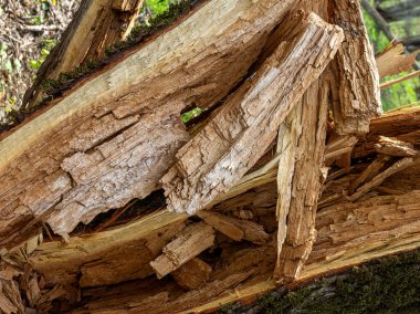 Parktaki ağaçlar parazitlerin ve saprofitlerin istilasından zarar görmüş..