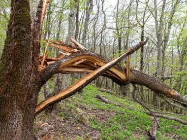 Parktaki ağaçlar parazitlerin ve saprofitlerin istilasından zarar görmüş..