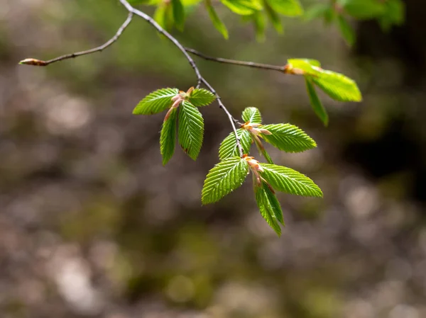 自然の中で目覚め 日当たりの良い側に葉を持つ木の若い芽 — ストック写真