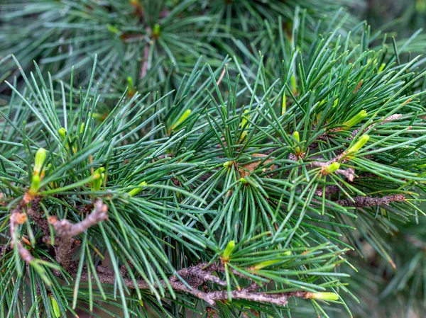 Våren Naturens Uppvaknande Unga Skott Träd Med Blad Den Soliga — Stockfoto