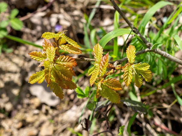 Våren Naturens Uppvaknande Unga Skott Träd Med Blad Den Soliga — Stockfoto