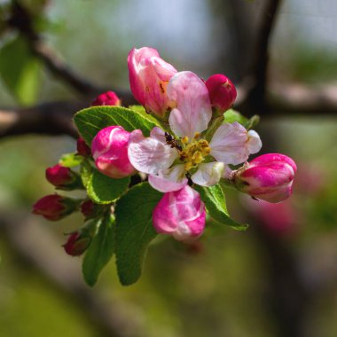 Bahar, bitkilerin yabani çiçekleri, doğada uyanan çiçekler ve yaprakları güneşli ağaçların filizleri..