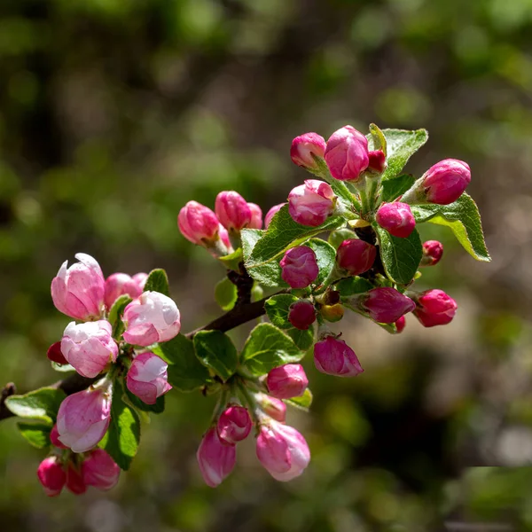 Tavasz Növények Vad Virágzása Ébredés Természetben Fiatal Virágok Fák Hajtásai — Stock Fotó