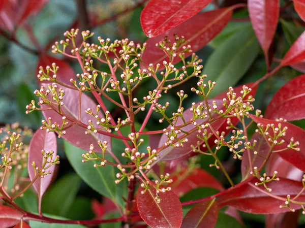 Frühling Wildes Blühen Der Pflanzen Erwachen Der Natur Junge Blumen — Stockfoto