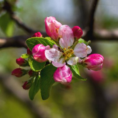 Bahar, bitkilerin yabani çiçekleri, doğada uyanan çiçekler ve yaprakları güneşli ağaçların filizleri..