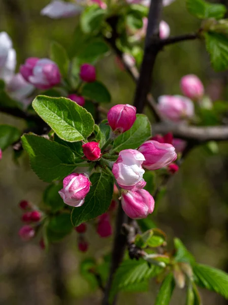 Våren Vilda Blomning Växter Uppvaknande Naturen Unga Blommor Och Skott — Stockfoto