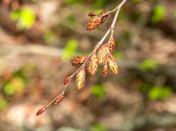 植物の野生の開花 自然の目覚め 若い花や日当たりの良い側の葉を持つ木の芽 — ストック写真