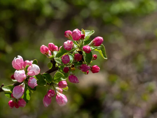 Tavasz Növények Vad Virágzása Ébredés Természetben Fiatal Virágok Fák Hajtásai — Stock Fotó